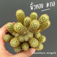 รวมนิ้ว Mammillaria elongata หลายสายพันธุ์ ส่งทั้งกระถาง cactus&amp;succulent