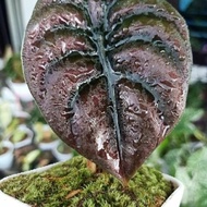 Tanaman Hias Alokasia Cuprea/Alokasia Tengkorak/Alocasia Cuprea