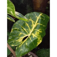 Alocasia new Guinea gold/keladi emas 916