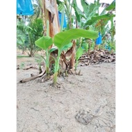 Anak Benih Pokok Pisang Tanduk/Nangka Buah Besar