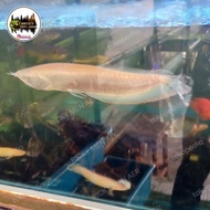 IKAN ARWANA SILVER ALBINO ±30 CM