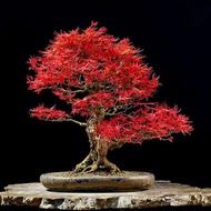 Red Maple Seeds Four Seasons Planting Flowers Easy to Live Red Maple Potted Plant Desktop Courtyard 