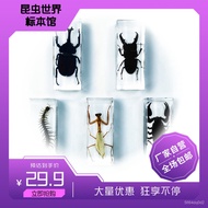 ZzReal Insect Specimen Transparent Ornaments Scorpion Spider Mantis Centipede Japanese Rhinoceros Beetle Kindergarten Te