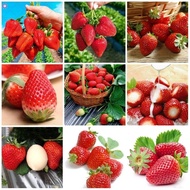 LOCAL READY STOCK 200 Pcs Strawberry Seeds Rare Bonsai Giant Climb Fruit Seeds Indoor Garden Supplies Benih Pokok Buah Biji Benih Pokok Bunga Bonsai Tree Live Plant Gardening Deco Plants Outdoor Garden Climbing Plant Seeds Fruit