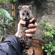 Anak musang rase