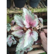 ( Bisa Cod ) Tanaman Hias Begonia Rex Silver / Bunga Hias Begonia