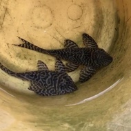 Pleco L333 king tiger ukuran dewasa
