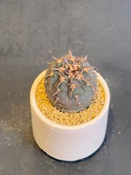 只在油塘站交收🌸紫皮貓爪兜 多花 小盆栽 花 仙人掌 🌵 龍舌蘭 白月光 星兜 多肉植物 塊根 桌面室內 室外 種植 易種 懶人植物 空氣淨化