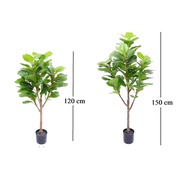 【ready stock 】pokok viral -artificial premium fiddle fig