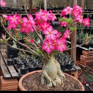 tanaman bonsai adenium pink