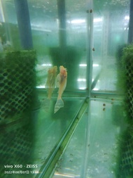 红眼女王异形 鼠鱼 Albino Sailfin Pleco
5cm 4ekor RM25.00 catfish live fish