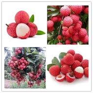 anak pokok laici荔枝樹苗 cepat berbuah hybrid top quality pokok durian kebun bunga sedap fruits