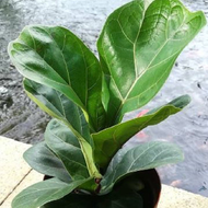 Real Plants Fiddle Leaf Fig Ficus Lyrata Pokok Fig Indoor Plants Pokok Hiasan Rumah Pokok Hidup 琴叶榕