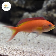 Anthias gadis || Ignitus anthias || Ikan hias air laut