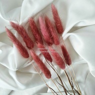 Dried Candy Colour Lagurus/Rabbit Tail Kelinci Bunga Kering Warna - BROWN
