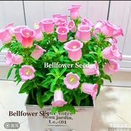 100seeds Campanula Seed Dwarf Campanula