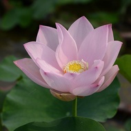 [Yaochi Phantom] Bowl Lotus Utopia-Medium-Sized Potted Pool Plant Courtyard Roof Hydroponics Ornamen