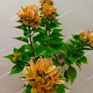 fresh tanaman hias bibit Bougenville Singapore kuning - bibit