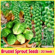 Fresh Organic Brussel Sprout Seeds for Planting (20 Seed) 抱子甘蓝 High Yield Rare Brussels Sprouts Vege