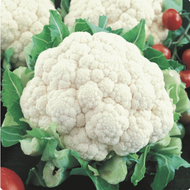 เมล็ดพันธุ์ กะหล่ำดอก สโนว์บอล (Snowball Self Blanching Cauliflower Seed) บรจจุ 300 เมล็ด ของแท้ 100