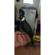 PREMIUM (READY) terjamin jontrot burung cililin hitam terlaris