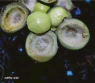 jengkol muda/jengkol muda lalap/jengkol cangkang/jengkol lalap