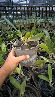 Anggrek Cattleya remaja