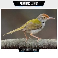 ready Burung Prenjak Bawah Prenjak Lumut Pilihan