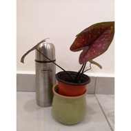 Keladi Thai Caladium 7 Luck