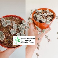 tanaman hias string of heart variegata + pot putih