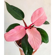 ♞,♘,♙PINK CONGO PHILODENDRON LIVE PLANT