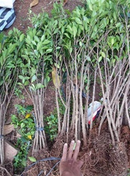 BIBIT KIMENG BAHAN BONSAI RAWATAN PENGIRIMAN SEINDONESIA