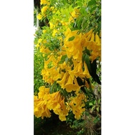 pokok Bunga tecoma kuning