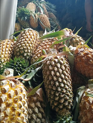 BIBIT NANAS JUMBO NANAS MADU/10 BIBIT