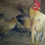 ayam serama sepasang