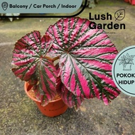 Begonia Brevirimosa / 红纹秋海棠 150mm Pot Asam Batu Live Plant Pokok Hiasan [Lush Garden]