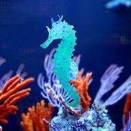 Fish Tank Aquascape Decorations Simulation Glow in Dark Silicone Seahorse With Suction Cups Aquarium Landscape Decorations