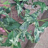 keladi variegata - alocasia green variegata
