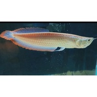 Ikan Arwana Silver Red Size 13-15Cm Arwana Albino Arwana Silver Murah