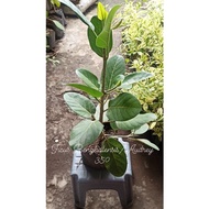 Multibranch Ficus Benghalensis Audrey