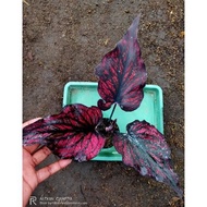 caladium red stone