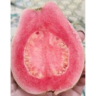 Pokok Jambu Pink Guava