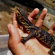 Beby varanus salvator biawak air jinak