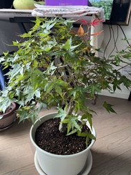 日本出猩猩紅楓樹盆栽