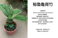 心栽花坊-祕魯龜背竹/祕魯龜背芋/5吋盆/綠化植物/室內植物/觀葉植物/售價360特價300