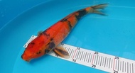 Ikan Koi Import Asli Jepang Hi-Utsuri 35Cm + Sertifikat Tatanhaidar