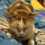 Test The White Cat