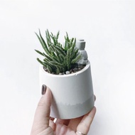 (預購)白灰漸層系列 | 要不要一起玩躲貓貓 猿戀葦 圓形水泥植栽