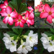 ADENIUM 1 SET PINK DAN PUTIH •  BIJI BENIH •SEED•