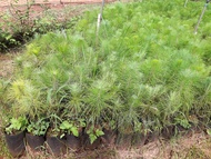 CÂY GIỐNG THÔNG 5 lá [  bầu to cây cao 60 - 80 cm ] [ QUAN THẾ ÂM GARDEN ]